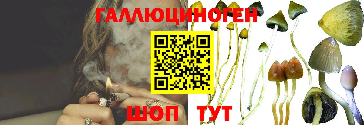 Галлюциногенные грибы Psilocybine cubensis Красногорск